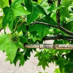 Ambrovník styraxový (Liquidambar styraciflua)  - výška 250-260 cm, kont. C45L - TVAROVANÁ STRECHA